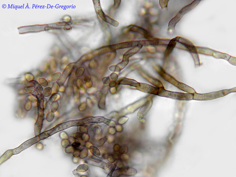 Haplotrichum ?